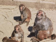 -哈尔滨北方森林动物园