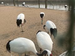 -盐城丹顶鹤湿地生态旅游区