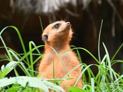 -云南野生动物园