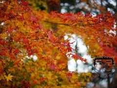 -醍醐寺