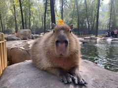 -北京野生动物园