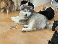 -Let's go狗咖·猫咖·奶狗·桌游(春熙路IFS店)