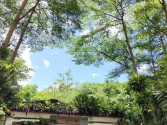 -深圳仙湖植物园