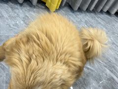 -爱佳宠物中心医院24H·CT·骨外科·猫专科(瑶海万达店)