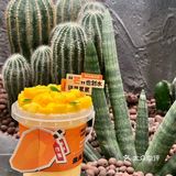 南通首家💥重庆火锅届“卷王”朱光玉