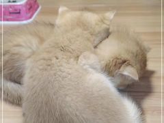 -猫十亿·布偶金渐层·曼基康矮脚猫舍(青年路店)