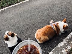 -桤木河湿地公园