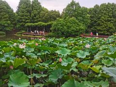 -上海滨江森林公园