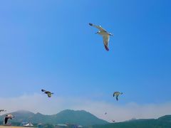 -海驴岛(荣成市)