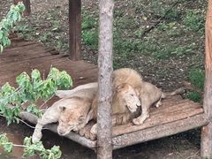 -石家庄市动物园