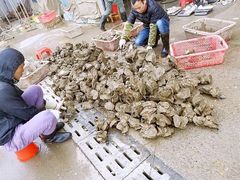 -蚝专家(北滘店)