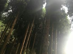 -武陵山森林公园