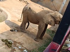 -西霞口神雕山野生动物世界