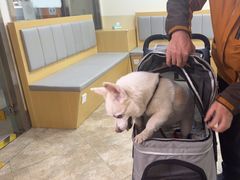 -美联众合动物医院·24h转诊中心