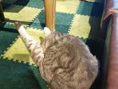 -猫猫幼稚园·撸猫·桌游·电玩