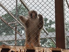 -合肥野生动物园