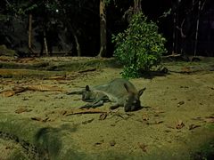 -夜间野生动物园