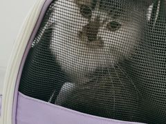 -汪喵宠物医院·骨科心脏影像·犬猫急重症ICU诊疗中心(成华分院)