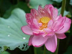 -陈家山荷花公园