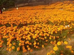 -松山湖梦幻百花洲
