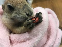 -藦茜花园宠物主题亲子互动体验馆(国顺东路店)