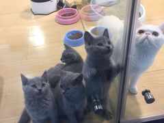 -宠物世家(仲盛世界商城店)