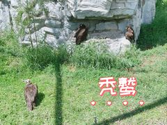 -鄂尔多斯野生动物园