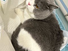 -纳吉亚猫专科动物医院·北北分院