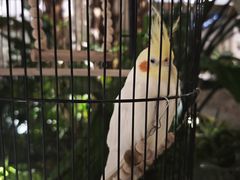 -太湖饭店玉兰厅(自助餐厅)