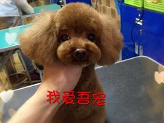 -我爱吾宠宠物美容院(朝阳路店)