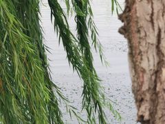 -金银湖国家城市湿地公园