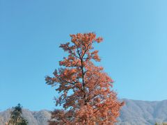 -塔川景区