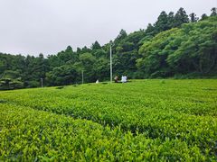 -雪绿茶博物馆