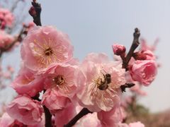 -无锡梅园公园
