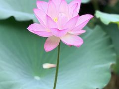-荔湾湖公园