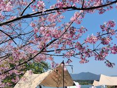 -福建鲤鱼洲酒店