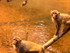 -西双版纳原始森林公园
