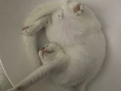 -凯特喵百思猫专科医院