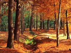 -上海海湾国家森林公园