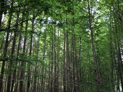 -桤木河湿地公园