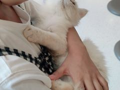 -飞行喵MR PILOT|猫舍·猫咖(静安大融城店)