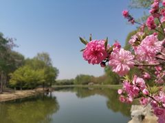 -大兴滨河森林公园