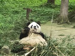 -都江堰中华大熊猫苑