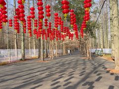 -东平国家森林公园