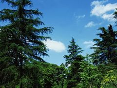 -上海共青森林公园