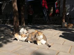 -四门塔风景区