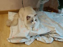-猫咪派对(江南西店)