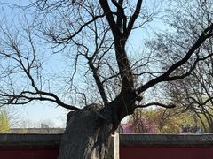 -天宁寺