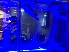 -桥岚·巷子鲜河豚鱼(专门店)