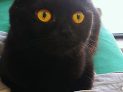 -团子家猫咪猫咖馆·柯基·柯尔鸭